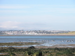 JT00025 White Bellied Geese Rinnashark Harbour (Tramore).jpg